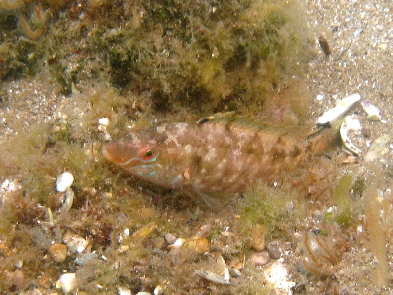 Symphodus cinereus (Bonnaterre, 1788)